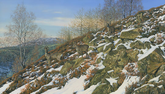 Roe buck in velvet leading two roe deer does down a snowy hillside