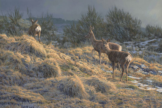 Roe Deer Oil Painting for Sale - Original oil depicting a trio of roe deer; a roe buck with two does picking their way through some broom scrub.