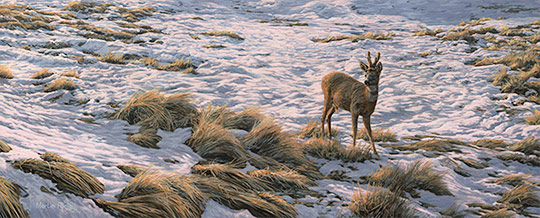 Roe Buck in Snow - Winter roe deer oil painting for sale