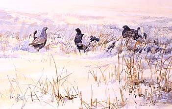 Pictures of upland game birds: watercolour study of a black grouse