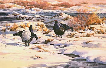 Pictures of upland game birds: painting of lekking blackgame