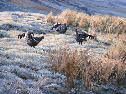 Pictures of upland game birds: a painting of three lekking black grouse