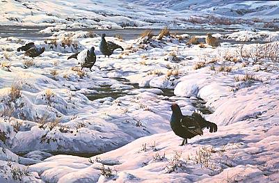 Pictures of upland game birds: a painting of a snow covered black grouse lek