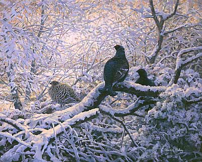Pictures of upland game birds: a painting of black grouse roosting in snow covered branches