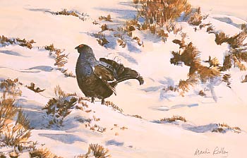 Pictures of upland game birds: sketch of displaying blackgame by Martin Ridley