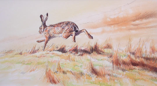 brown hare picture - original watercolour