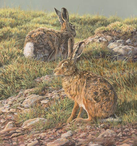 Brown hare painting for sale