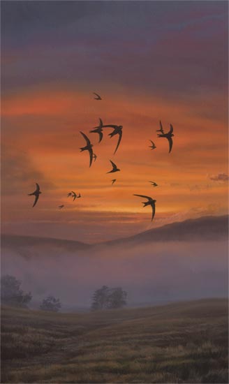 An original oil painting of swifts in flight. Swifts picture