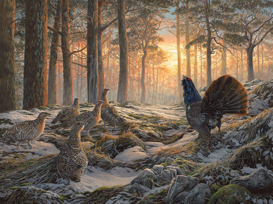 Capercaillie painting for sale - gamebirds