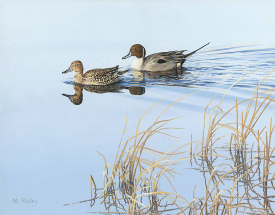 A pair of pintail ducks swimming on still water. An original oil painting of ducks by Martin Ridley